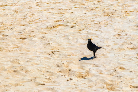 Great Tailed Grackle Quiscalus mexicanus male female bird birds walking on tropical Mexican beach sand in Playa del Carmen Quintana Roo Mexico.の写真素材