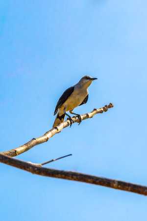 Gray Kingbird white flycatcher gnatcatcher tropical bird birds in Caribbean nature in Playa del...