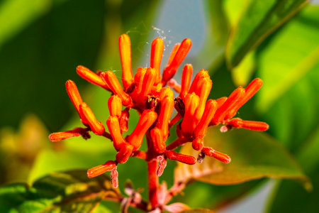 Red purple and pink flower flowers and plants plant in tropical garden jungle forest and Caribbean...