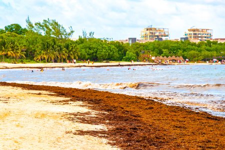 The beautiful Caribbean beach totally filthy and dirty the nasty seaweed sargazo problem in Playa del Carmen Quintana Roo Mexico.のeditorial素材