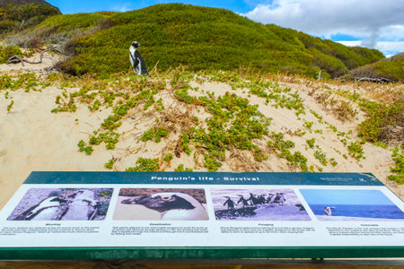 Cape town Western Cape South Africa Southafrica January 22, 2018 Signage and information about the penguins at Boulders Beach in Simons Town Cape Town Capetown Western Cape South Africa Southafrica.のeditorial素材