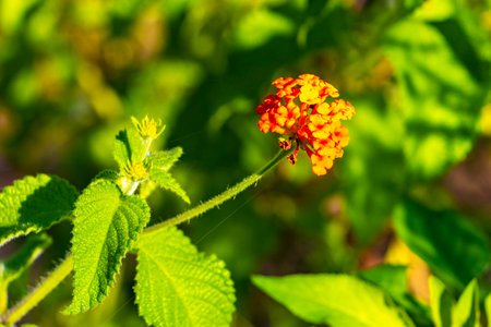 Orange Red small tropical lantana flower blossoms green plant bush in Playa del Carmen Quintana Roo...