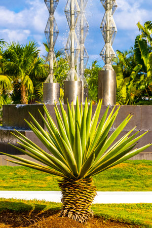 Green and blue Agave plants palm palms Aloe Vera bush plant plants in Playa del Carmen Quintana Roo Mexico.の写真素材
