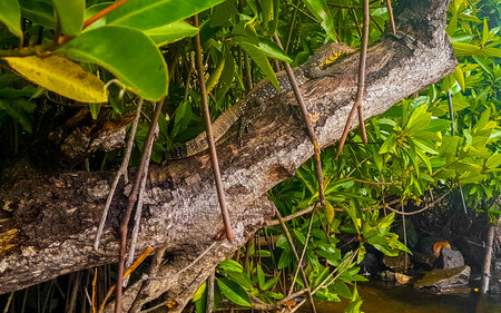 Large monitor lizard in tropical jungle nature in Bentota Beach Galle District Southern Province Sri Lanka.の写真素材