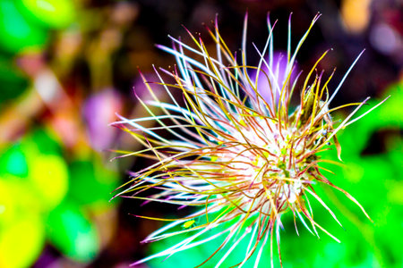 Prickly long thin threads flower in the garden in Leherheide Bremerhaven Bremen Germany.