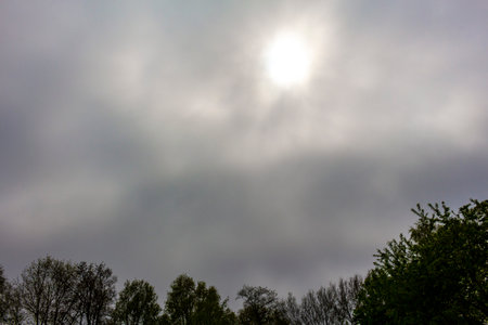 Treetops branches and plants with gray cloudy sky background in Leherheide Bremerhaven Bremen...