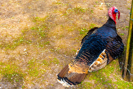 Turkey bird with red and blue head in the zoo in Keukenhof Lisse South Holland Netherlands Holland...