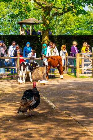 Lisse South Holland Netherlands April 4, 2014 Turkey bird with red and blue head in the zoo in Keukenhof Lisse South Holland Netherlands Holland in Europe.のeditorial素材