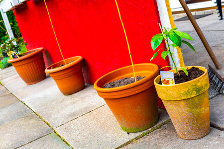 Plants Flowers and herbs in garden pots in Leherheide Bremerhaven Bremen Germany.のeditorial素材