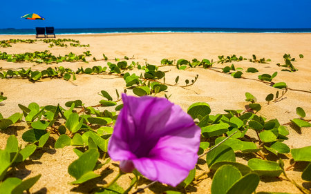 Beautiful sunny landscape panorama with purple flower sand and clear water in Bentota Beach Galle District Southern Province Sri Lanka island.の写真素材