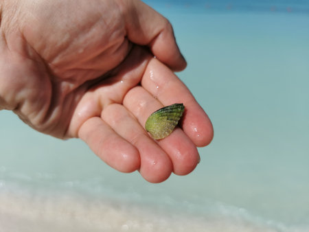 Beautiful green shell in the hand at turquoise Caribbean sea on Isla Contoy island in Cancun...