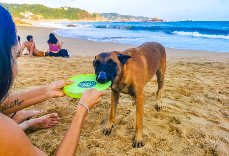 Mazunte Oaxaca Mexico November 21, 2022 Playing with a dog and throwing a frisby frisbie on beach in Mazunte Oaxaca Mexico.のeditorial素材