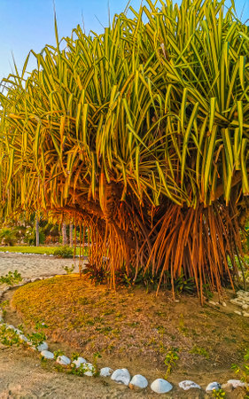 Beautiful stunning colorful and golden sunset in yellow orange red on beach and big huge surfer wave panorama in tropical nature in Zicatela Puerto Escondido Oaxaca Mexico.の写真素材