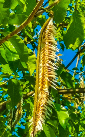 Tropical pods hanging from the tree seeds in Zicatela Puerto Escondido Oaxaca Mexico.