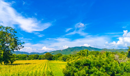 Drive past the tropical jungle mountains and countryside landscape in Mazunte Oaxaca Mexico.