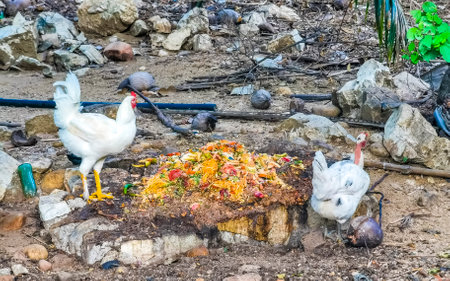 Rooster and hens chickens in nature on farm in Zicatela Puerto Escondido Oaxaca Mexico.