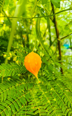 Bitter melon plant flower fruit in Zicatela Puerto Escondido Oaxaca Mexico.