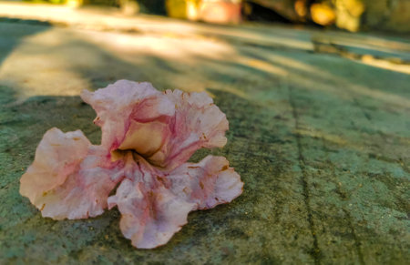 Pink tropical blossom flower on the floor in Zicatela Puerto Escondido Oaxaca Mexico.
