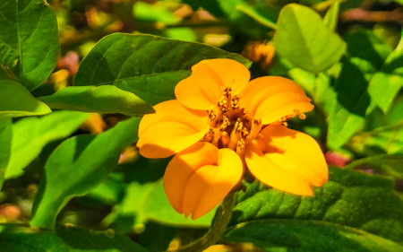 Yellow beautiful tropical flowers and plants in Zicatela Puerto Escondido Oaxaca Mexico.の写真素材