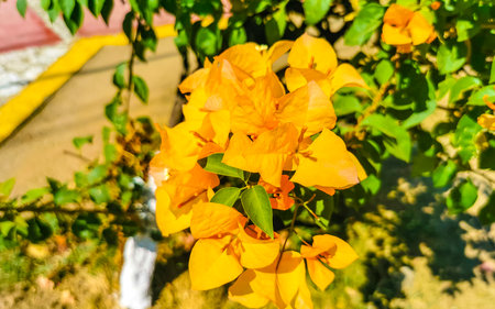 Beautiful bougainvillea orange and yellow flowers and blossoms in background in Zicatela Puerto...