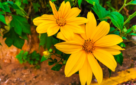 Yellow beautiful tropical Arnica flowers and plants in Zicatela Puerto Escondido Oaxaca Mexico.の写真素材