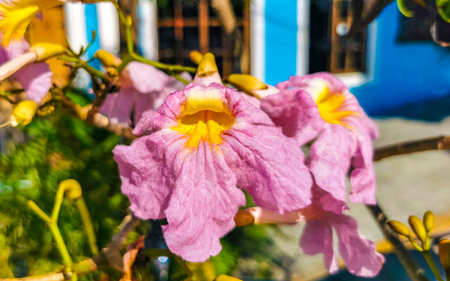 Pink red and purple flower flowers and plants plant in tropical garden jungle forest and nature in...