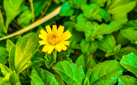 Yellow beautiful tropical flowers and plants in Zicatela Puerto Escondido Oaxaca Mexico.の写真素材