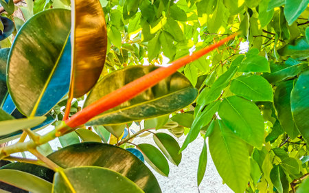 Tropical tree red leathery leaves in Zicatela Puerto Escondido Oaxaca Mexico.の写真素材