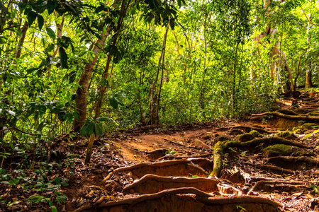 Tropical jungle and forest hiking trails through nature to the mountain peak in Chiang Mai Amphoe...