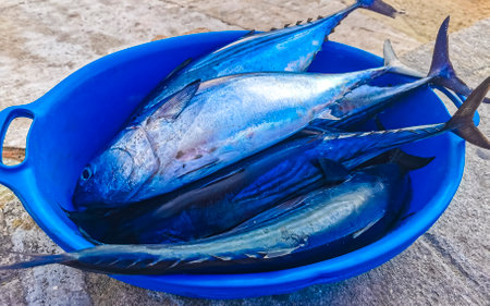 Freshly caught fish on the market texture pattern in Zicatela Puerto Escondido Oaxaca Mexico.