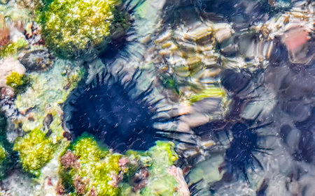 Long spined sea urchin urchins tones rocks and corals in turquoise green and blue water on the Caribbean beach in Playa del Carmen Quintana Roo Mexico.の写真素材