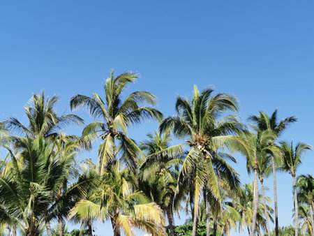 Tropical natural mexican palms palm tree coconut trees leafs coconuts and blue sky background in...