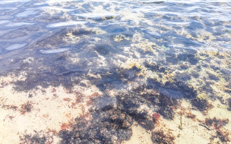 Long spined sea urchin urchins tones rocks and corals in turquoise green and blue water on the...