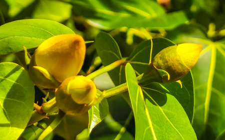 Green tropical tree with yellow flowers in Playa del Carmen Quintana Roo Mexico.