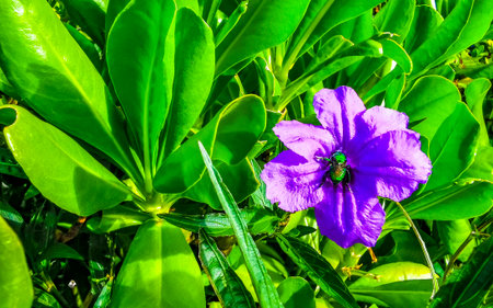 Purple pink blue violet flower flowers Britton's Wild Petunia Mexican Bluebell or Mexican Petunia in...