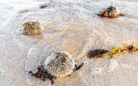 Long spined sea urchin urchins tones rocks and corals in turquoise green and blue water on the...
