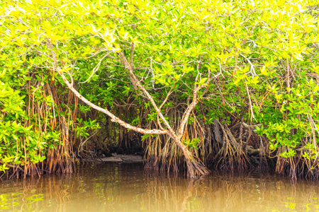 Boat safari through tropical natural mangrove jungle forest in Bentota Ganga River Lake in Bentota Beach Galle District Southern Province Sri Lanka.の写真素材