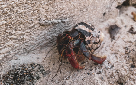 Large hermit crab crawls on sand on the beach on Isla Contoy island in Cancun Quintana Roo Mexico.の写真素材