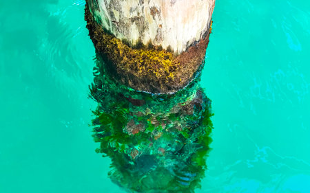 Overgrown wooden pole piller in turquoise water on Isla Mujeres island in Cancun Quintana Roo Mexico.の写真素材