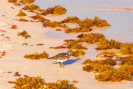 Sandpiper snipe sandpipers male female bird birds walking running on sand water and waves on tropical Mexican Caribbean beach in Playa del Carmen Quintana Roo Mexico.の写真素材