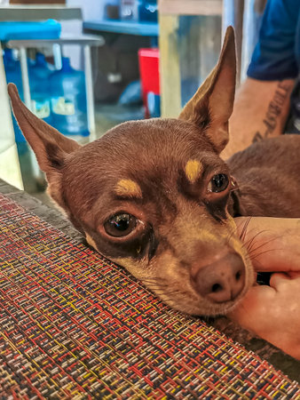 Mexican brown russian toy terrier dog while he is tired and sleeps lying lies in holding hand on table in Playa del Carmen Mexico.の写真素材
