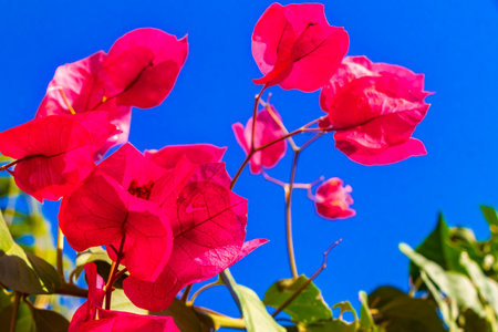 Beautiful bougainvillea red and pink flowers and blossoms plant tree in background in Playa del Carmen Quintana Roo Mexico.の写真素材