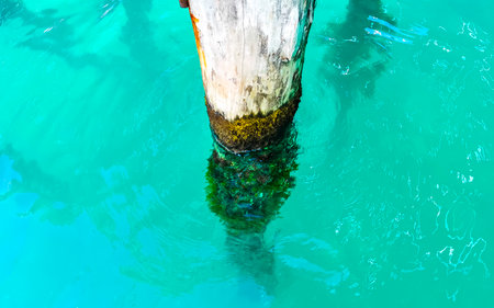 Overgrown wooden pole piller in turquoise water on Isla Mujeres island in Cancun Quintana Roo...