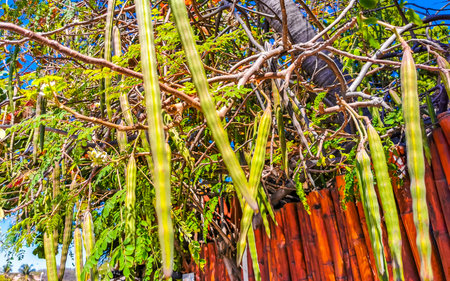 Seeds and flowers blossoms of moringa tree and green tree top with blue sky background in Playa del...