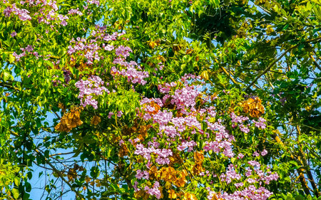 Red purple and pink flower flowers and plants plant in tropical garden jungle forest and Caribbean...
