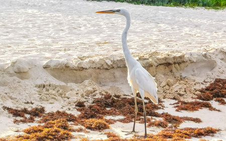 Great white heron Great egret on the beach Caribbean Coast in Playa del Carmen Quintana Roo Mexico.の写真素材
