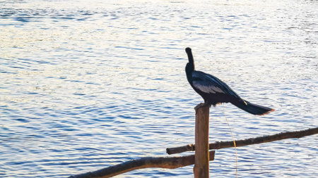 Neotropical Long tailed Cormorant sitting on wooden fence post spreads its wings at dusk by the sea...