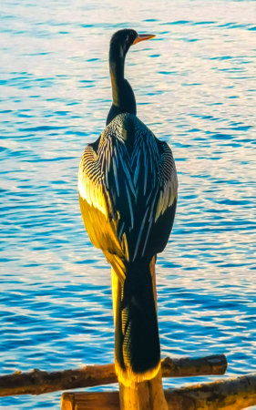 Neotropical Long tailed Cormorant sitting on wooden fence post spreads its wings at dusk by the sea at the tropical Beach in Playa del Carmen Quintana Roo Mexico.の写真素材