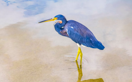 Tricolor heron egret bird in lake river water in Zicatela Puerto Escondido Oaxaca Mexico.の写真素材