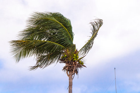 Tropical natural Mexican palm coconut tree palms trees with blue sky background in Caribbean Playa del Carmen Quintana Roo Mexico.の写真素材